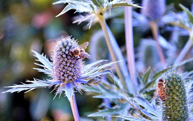 蜜蜂一年四季都產(chǎn)蜜嗎？