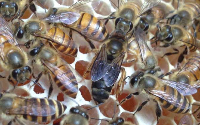 蜜蜂失王了幾天飛走？