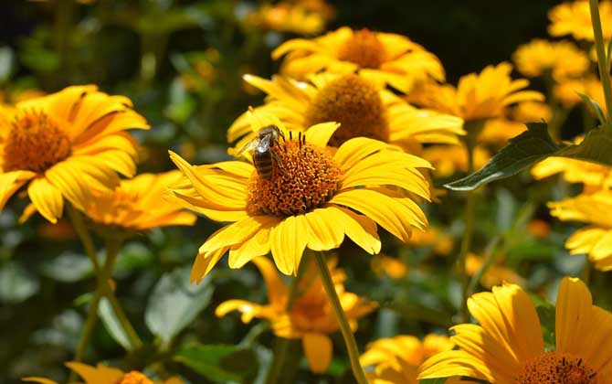 蜜蜂的象征意義是什么？