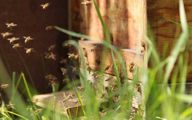 怎么辨認是不是偵查蜂？