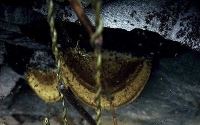 黑大蜜蜂生活在哪里？