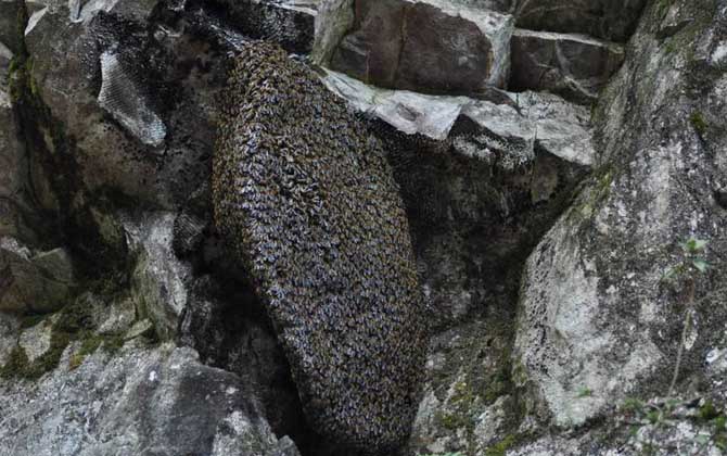 黑大蜜蜂是什么蜂？