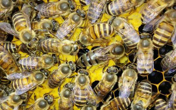 工蜂是怎么殺死老蜂王的？