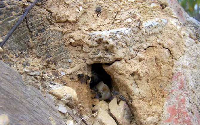 偵查蜂會(huì)提前幾天找窩？