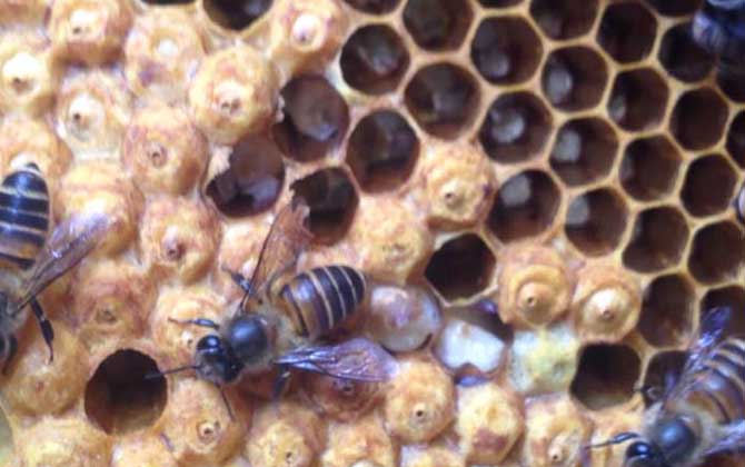 封蓋子脾沒(méi)有工蜂還能活嗎？