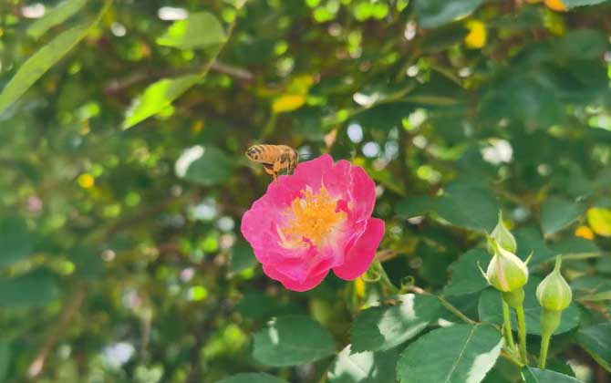 打死一只蜜蜂會(huì)報(bào)復(fù)嗎？