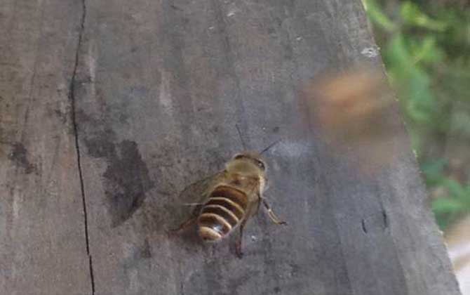 偵查蜂來(lái)后又不來(lái)了是什么原因？