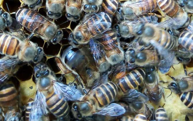 工蜂產卵群怎么處理才好？