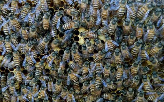 工蜂產卵會不會導致滅群？