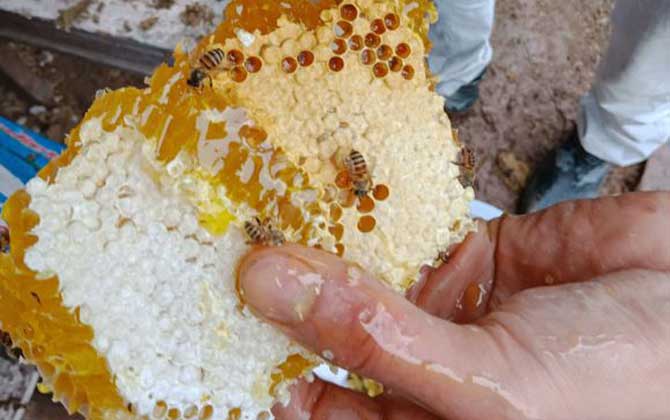 哪些人不適合養蜜蜂？