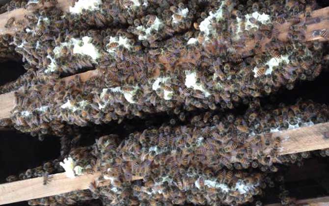 怎么正確給蜜蜂加脾？