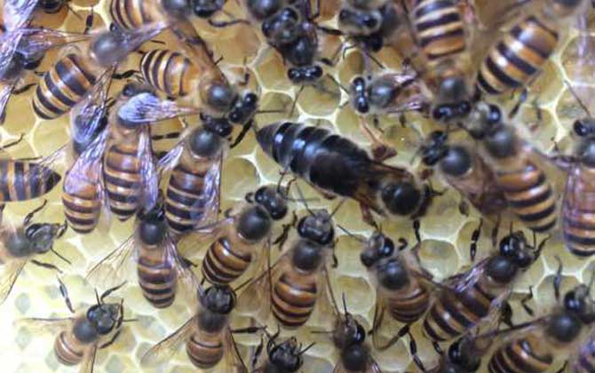 新收的蜜蜂要關幾天蜂王？