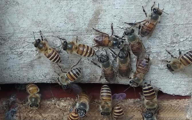 蜜蜂不出門是不是病了？