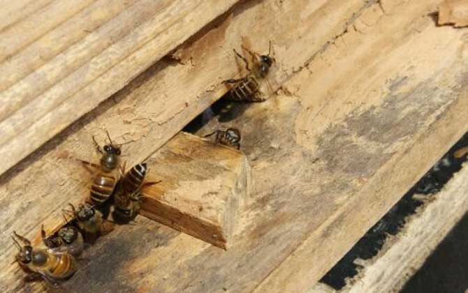 用什么東西誘蜂最快？