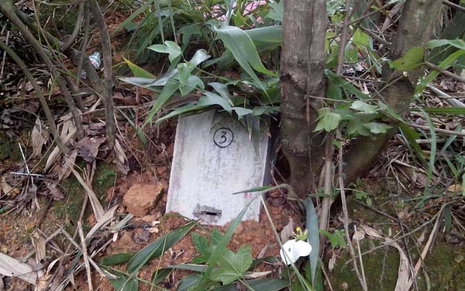 誘蜂箱來(lái)了十幾只蜂能誘到嗎？