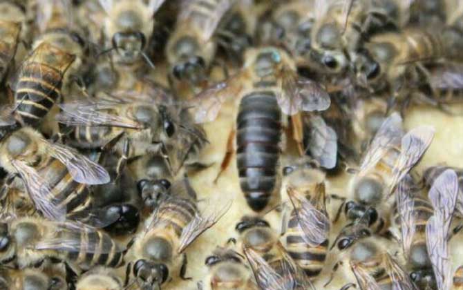 不到半脾蜂能發(fā)展起來(lái)嗎？