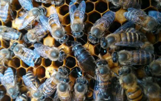 不足一脾蜂怎么快速繁殖？