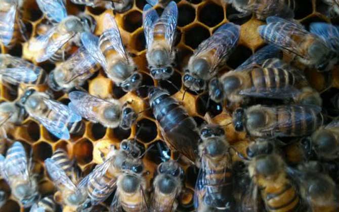 兩脾蜂一月能發(fā)展幾脾？