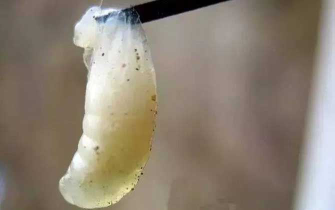 中蜂病蟲(chóng)害種類(lèi)及圖片大全