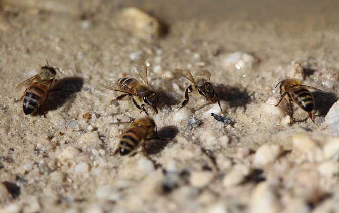 怎樣快速治療爬蜂??？