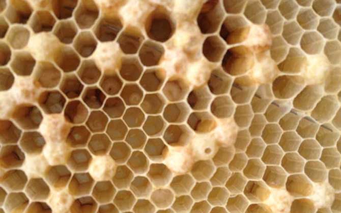 蜜蜂是怎么發育成的？三型蜂的發育大不相同，尤以蜂王最為特殊！