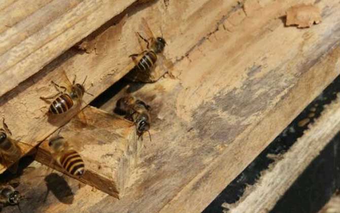 養蜂不僅要技術，還要養蜂工具，這些工具可使蜜蜂養殖事半功倍！