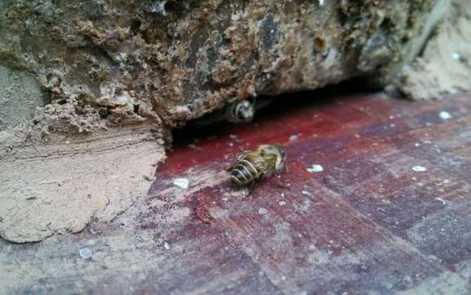 想養(yǎng)蜂卻苦于沒有蜂種，像這樣做個(gè)誘蜂箱，輕松將它們誘捕回來！