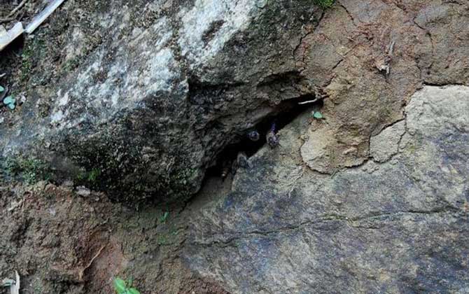 怎么收捕洞中的野生蜜蜂？試試這個方法，輕松就將它們收捕回家！