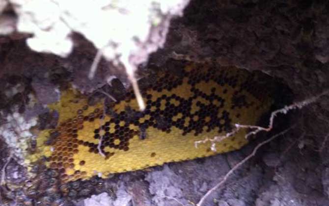 野生蜜蜂窩雖然隱秘，觀察蜜蜂這些行為，要找到它們也不是難事！