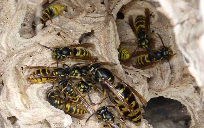 被馬蜂蟄了能自愈嗎？不嚴重時1～3天可自愈，嚴重時可致人死亡！