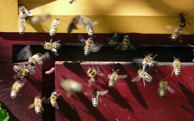 養蜂人為什么越來越少？難道養蜂不賺錢，真相說出來你可能不信！