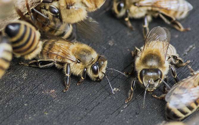 蜜蜂什么時候春繁？記住“寧遲勿早”，否則反而會導致“春衰”！