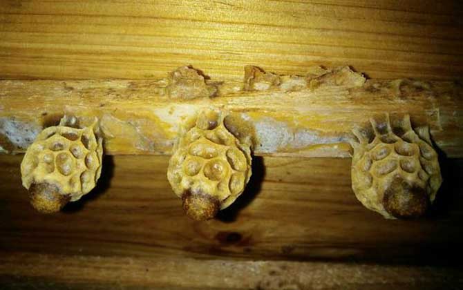 養蜜蜂怎么育王？像這樣人工育王，輕松培育出大量的優質蜂王！