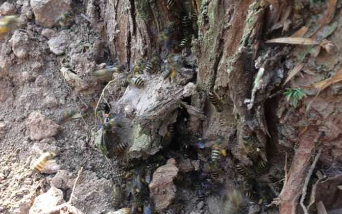 挖誘蜂洞有什么竅門？像這樣挖個誘蜂洞，一年就能誘到好幾群蜂！