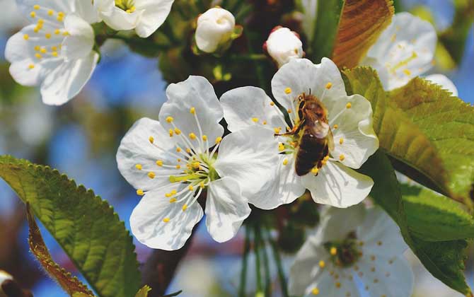 蜜蜂蜇人后為什么自己會死？傷敵一千，自損八百，對誰都沒好處！