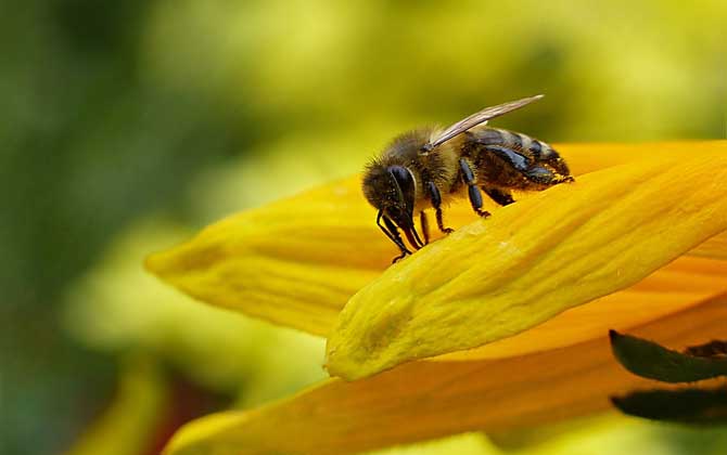 被蜜蜂蟄了怎么處理？不要太緊張，像這樣處理后基本沒啥大問(wèn)題！