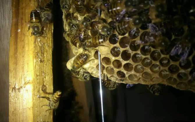 蛋群一定會滅亡？還有救，像這樣管理，完全有可能恢復成強群！