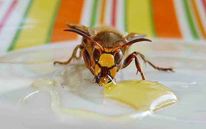 蜂蜜美容的最佳方法，掌握這些常識和竅門，美容效果將事半功倍！