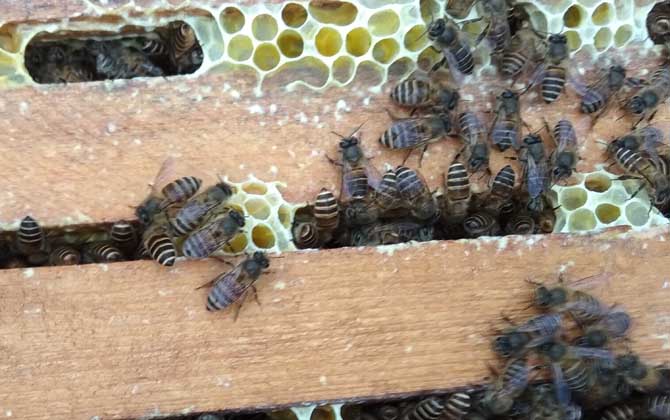 養40箱蜂一年賺多少錢？關鍵看技術，養好了年賺數萬元不在話下！