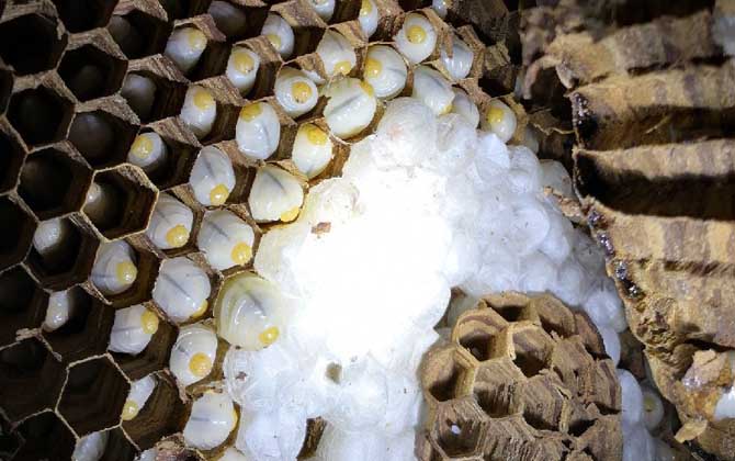 吃蜂蛹的禁忌有哪些？除了不能過量食用，還要警惕發(fā)生過敏反應(yīng)！