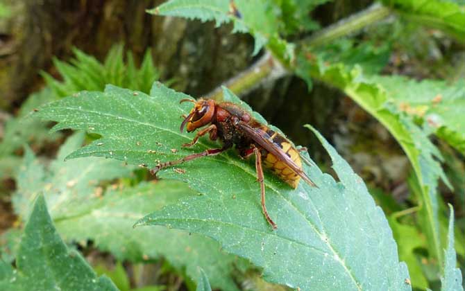 被馬蜂蟄了怎么處理？教你幾個小妙招，這樣處理能快速消腫止痛！