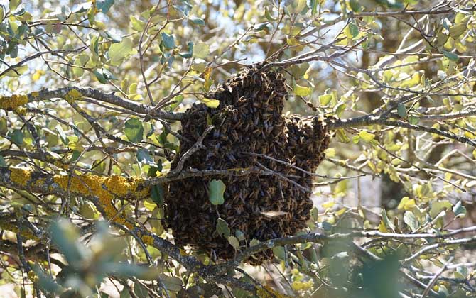 新手養(yǎng)蜂入門(mén)技術(shù)有哪些？只有掌握這些技術(shù)，養(yǎng)蜂才能得心應(yīng)手！