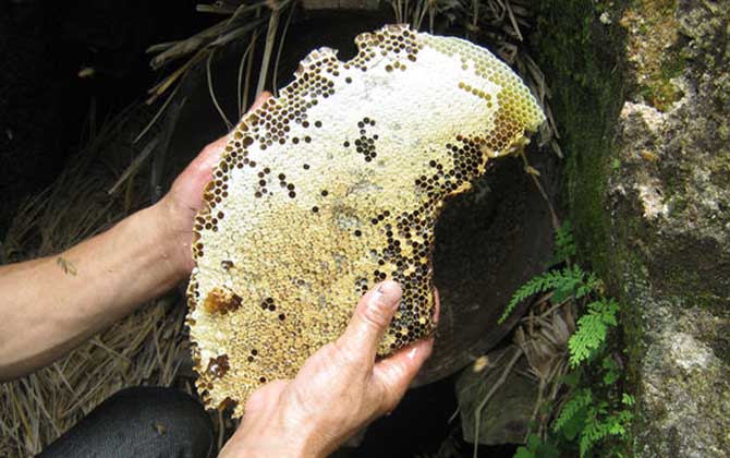 土蜂蜜和普通蜂蜜的區別，不但釀制蜂種不同，營養價值也不同！