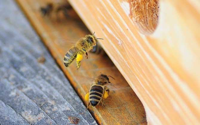 一箱蜂一年能分幾箱？沒(méi)有固定的答案，主要取決于分蜂方式！