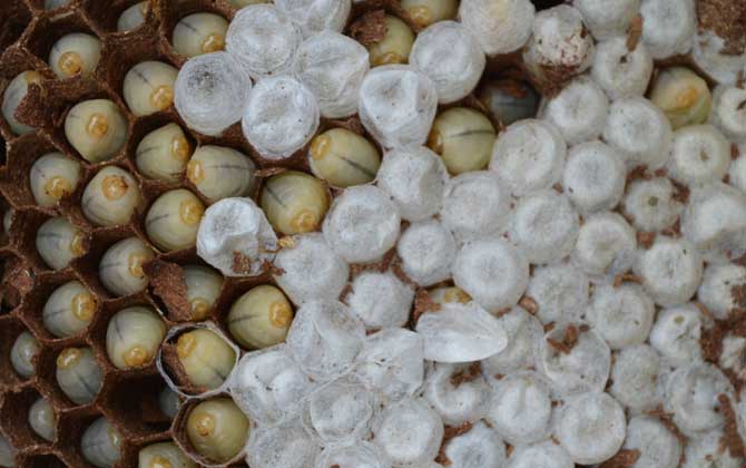 女人吃蜂蛹的功效與作用，不但能增強(qiáng)體質(zhì)，而且還能美容養(yǎng)顏！