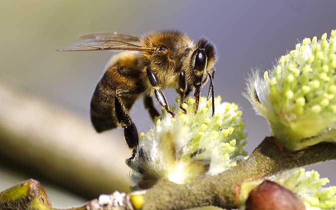 蜂毒幾天從人體就排完了？一般3～4天，代謝器官主要是腎臟！