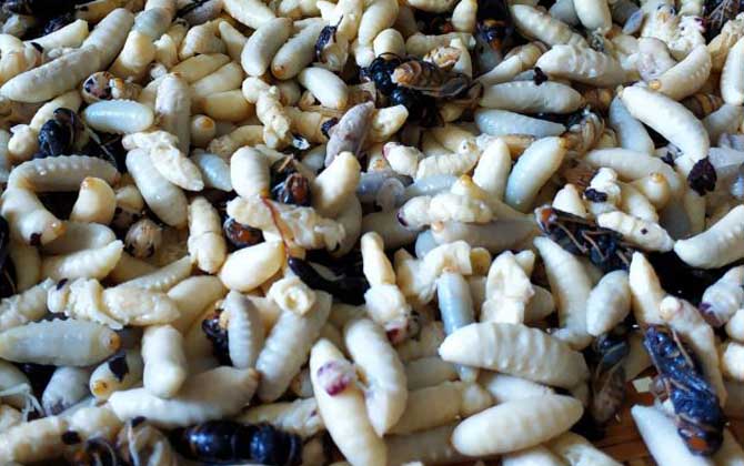 蜂蛹不適合什么人吃？一般人均可食用，但這4類人群不建議吃！