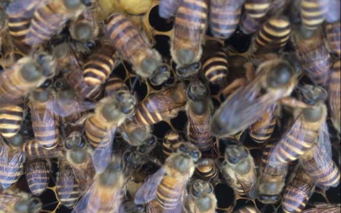 怎么原地分蜂不回蜂？