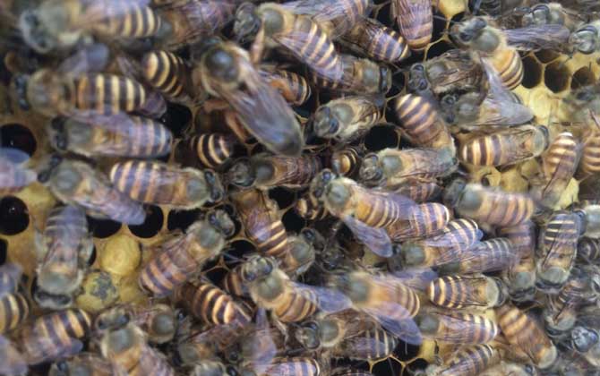 如何利用急造王臺分蜂？