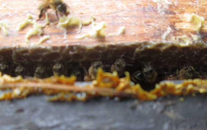 沒加工的蜂膠怎么吃？